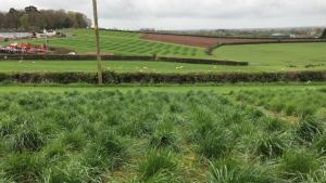 Forage grass breeding plots at AFBI, Loughgall.