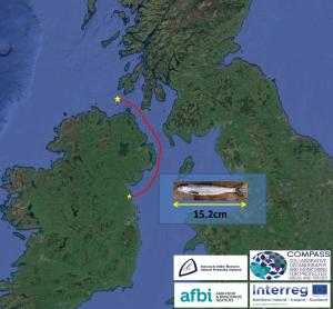 The route taken by young salmon (smolts) leaving the east coast of Ireland has been discovered for the first time.