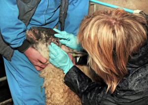 Vet inspecting an adult sheep Vet inspecting an adult sheep