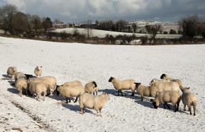 sheep 