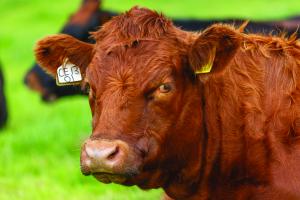 "Healthy Cattle, Healthy Profits" is the title of this years conference