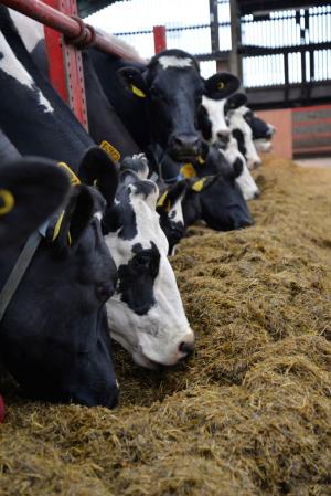 Dry cows at the feed barrier.