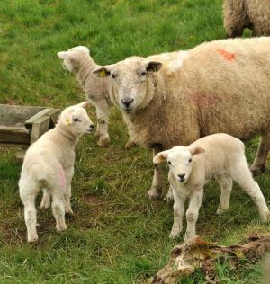 Young lambs at grass in the spring months are at risk of developing fatal scour due to infection with Nematodirus worms 