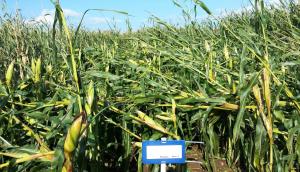 Almost every plant in this variety has brackled while surrounding plants remain upright.