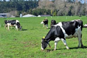 Cattle grazing at pasture