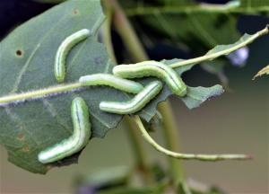 Sawfly larva on leaf