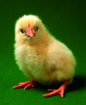 Young chick