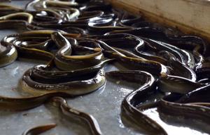 Lough Neagh Eels