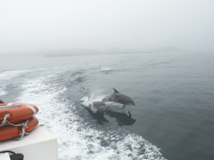 COMPASS project tracks cetaceans across its network of monitoring buoys