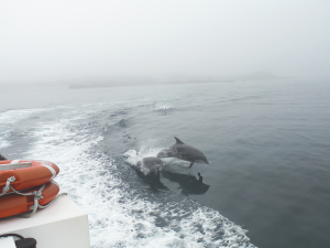 COMPASS project tracks cetaceans across its network of monitoring buoys COMPASS project tracks cetaceans across its network of monitoring buoys