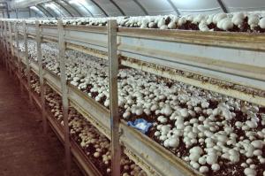 Mushroom Growing 