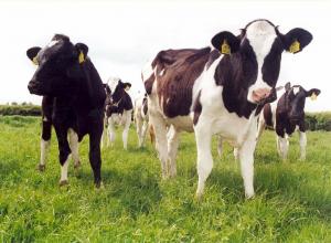 youngstock grazing in field