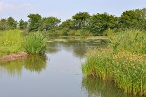 Algae on the River Quoile