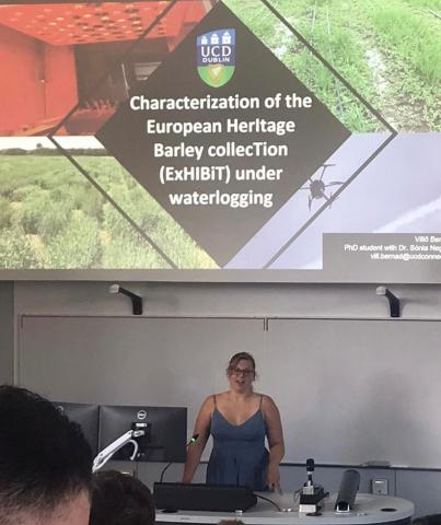 Villo Bernad from UCD investigating high-throughput phenotyping of core European Heritage Collection (ExHIBIT) under waterlogging