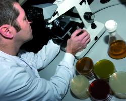 Food science microscopy