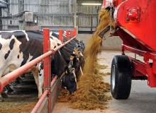 Feeding silage to housed cattle