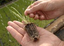 Grass Breeding at AFBI Loughgall