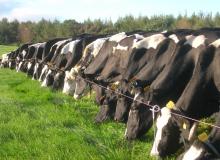 Cattle at AFBI Hillsborough