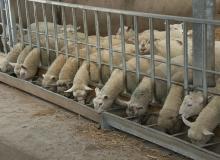 Housed sheep feeding